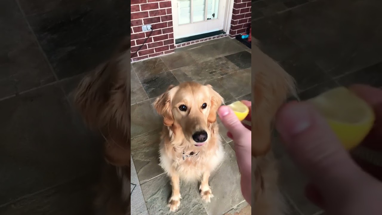 Giving my dog a lemon&hellip;