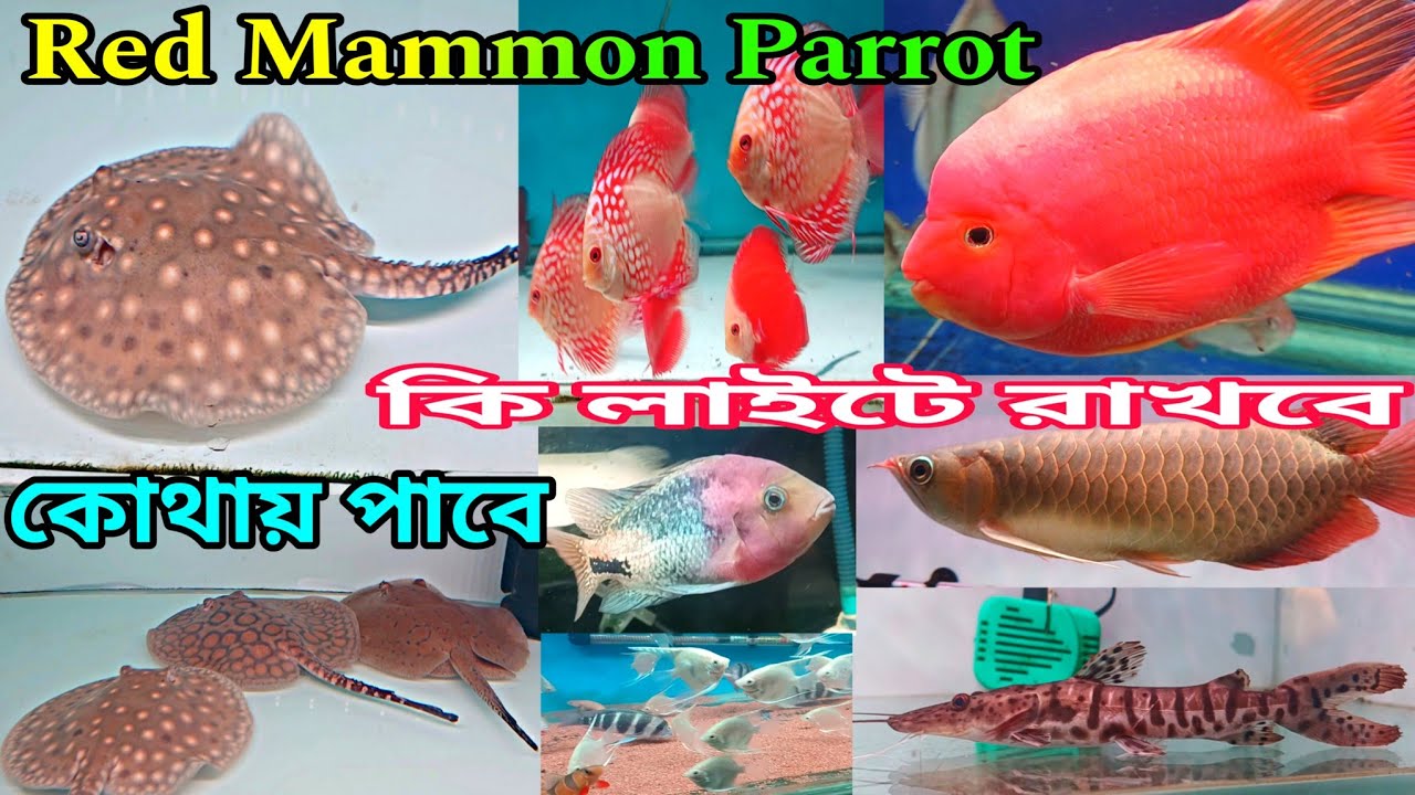 Red Mammon Parrot Arowana Discus Aquarium Fish | Babai Aquatic Khardaha | Aquarium Fish Shop | Fish 