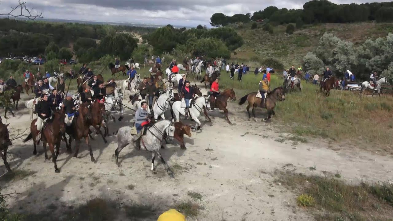 La Parrilla VA Encierro de campo !!PELIGRO!!