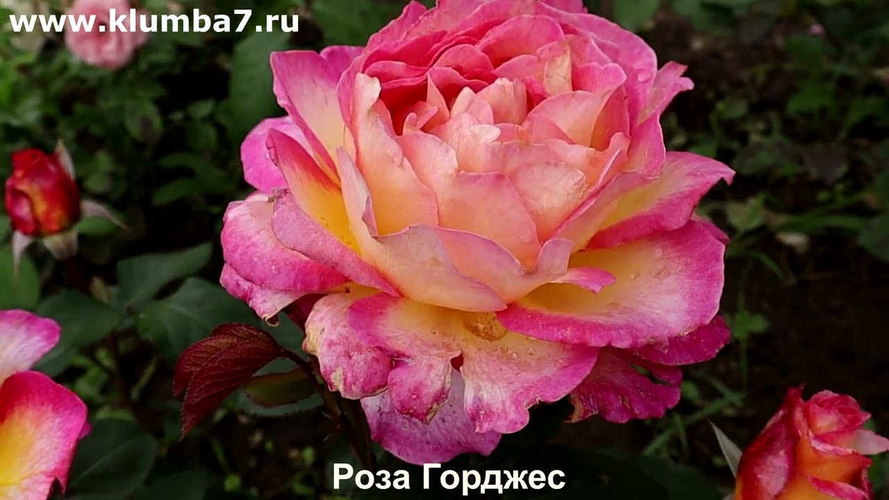 ЦВЕТЕНИЕ РОЗ 2025:🔥Не просто розы, а шедевры! Топ-3 фаворита сезона-2025. 🔥