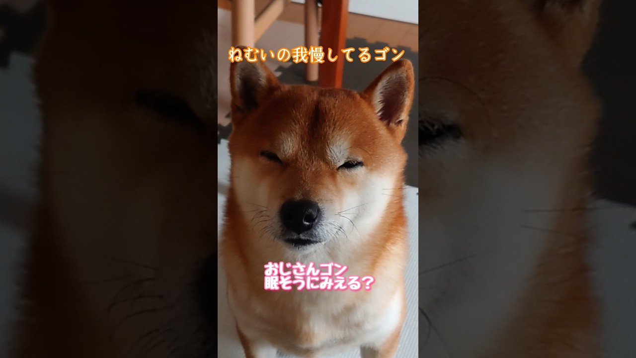 とにかくねむい豆柴さんが可愛い😙#柴犬 #funny #shibainu #sleeping #癒し #shorts