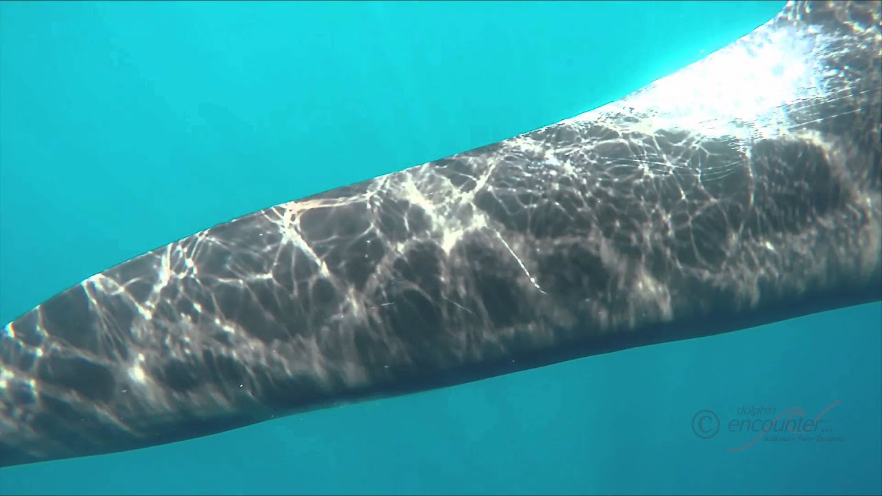 Pilots Whales and Bottlenose Dolphins
