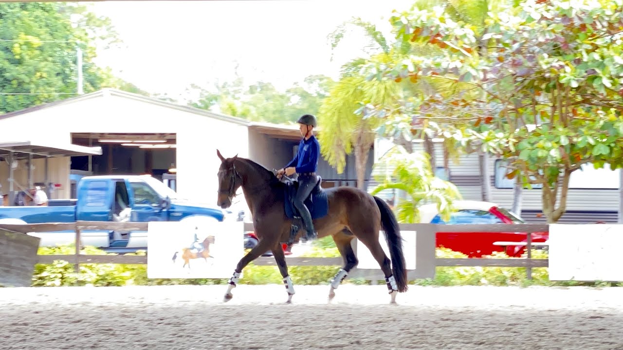 Dressage rider biomechanics, how to improve connection, straightness, and throughness in your horse.
