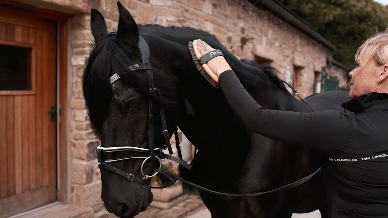 Equine Photography