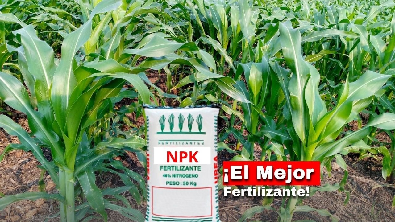 ¿Cuál es el Mejor Fertilizante para Maíz? 🌽