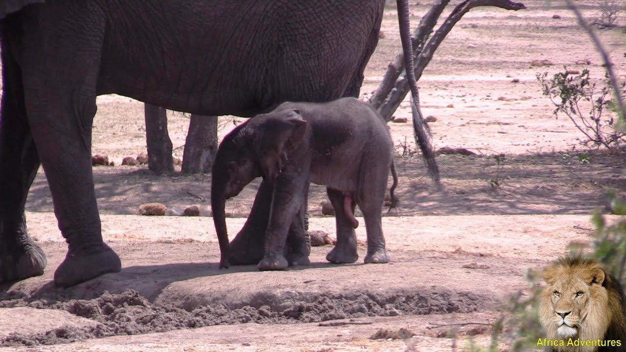 Newborn Baby Elephant Bull.  Very Cute