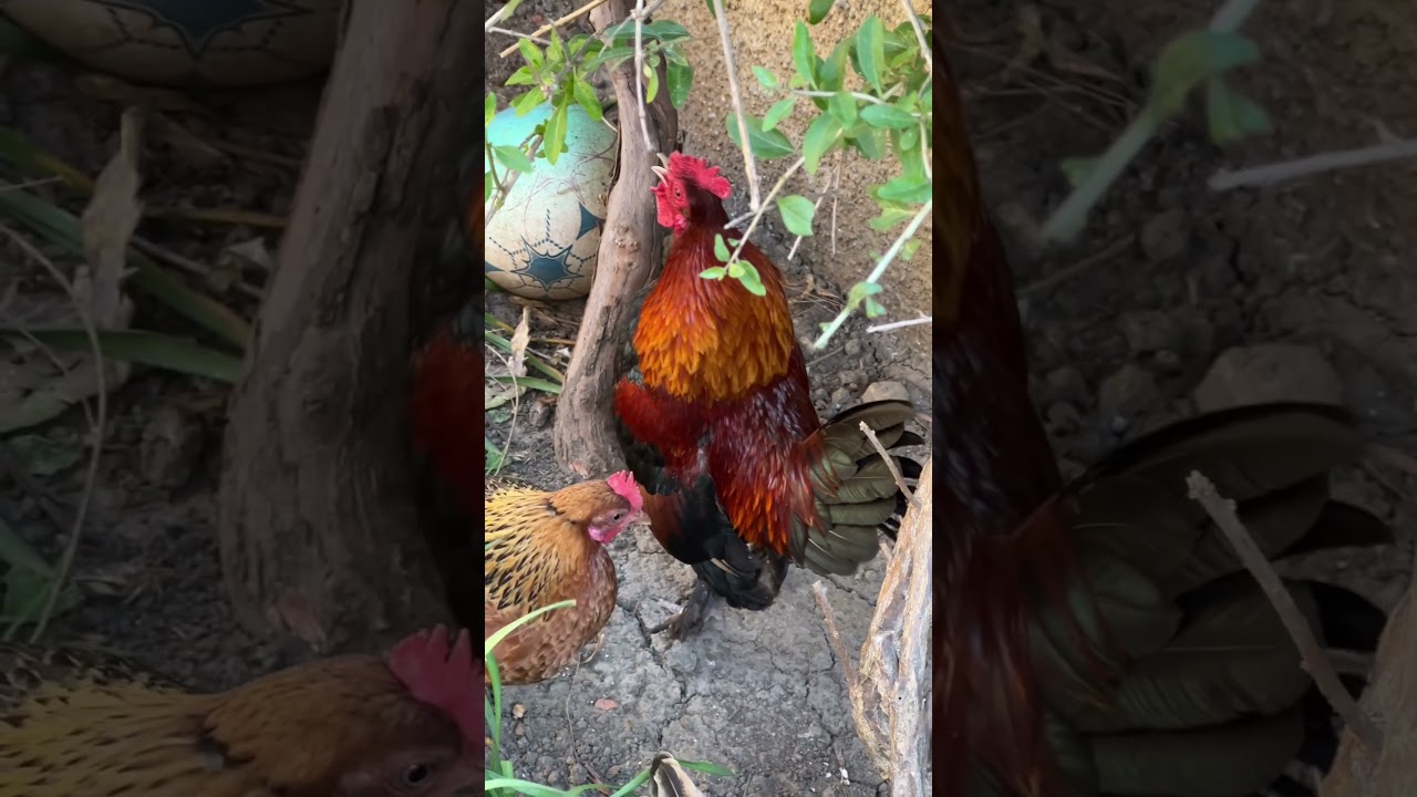 My pet rooster crowing! Very adorable! #cutechicken #rooster #seramarooster