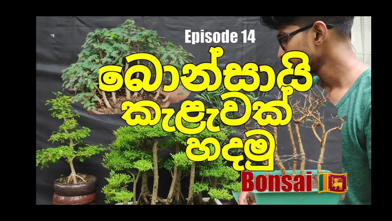 How to make a bonsai forest? EPISODE 14 step by step බොන්සායි වනාන්තරයක් සාදා ගන්නේ කෙසේද?