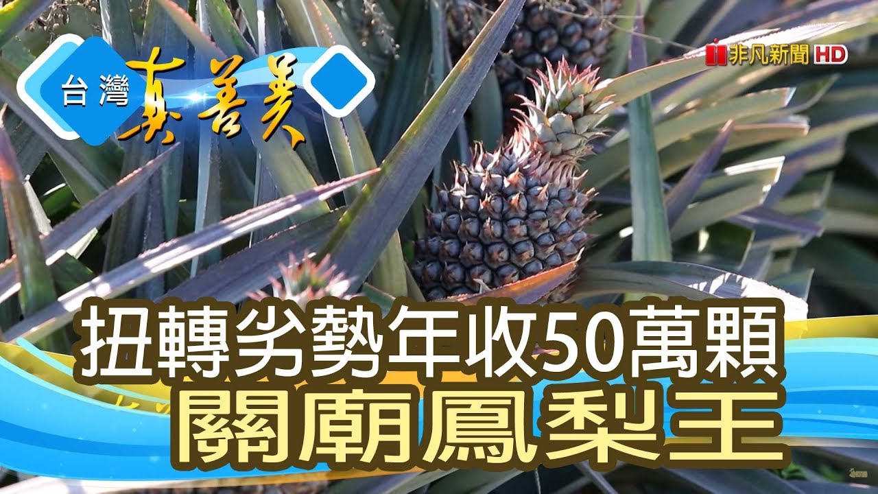 年收50萬顆“關廟鳳梨王”【台灣真善美】2019.04.28