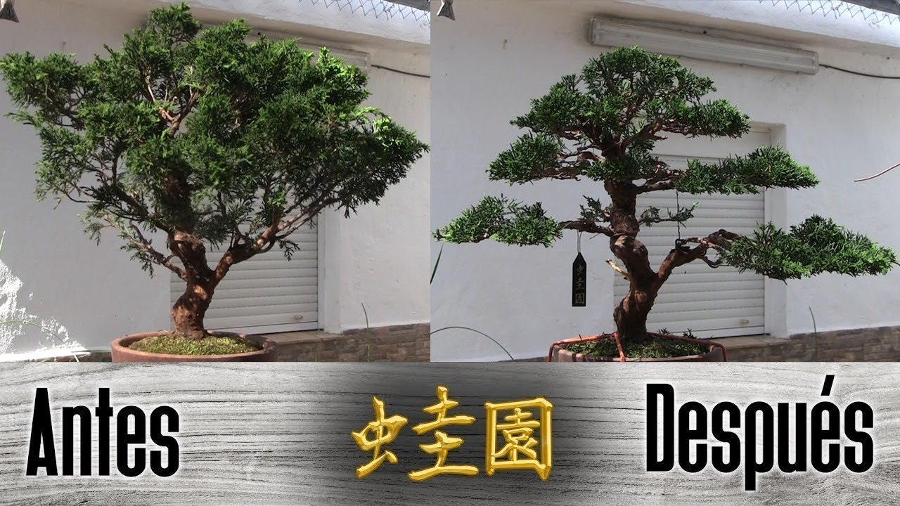 Bonsai itoigawa grande - Etiqueta negra