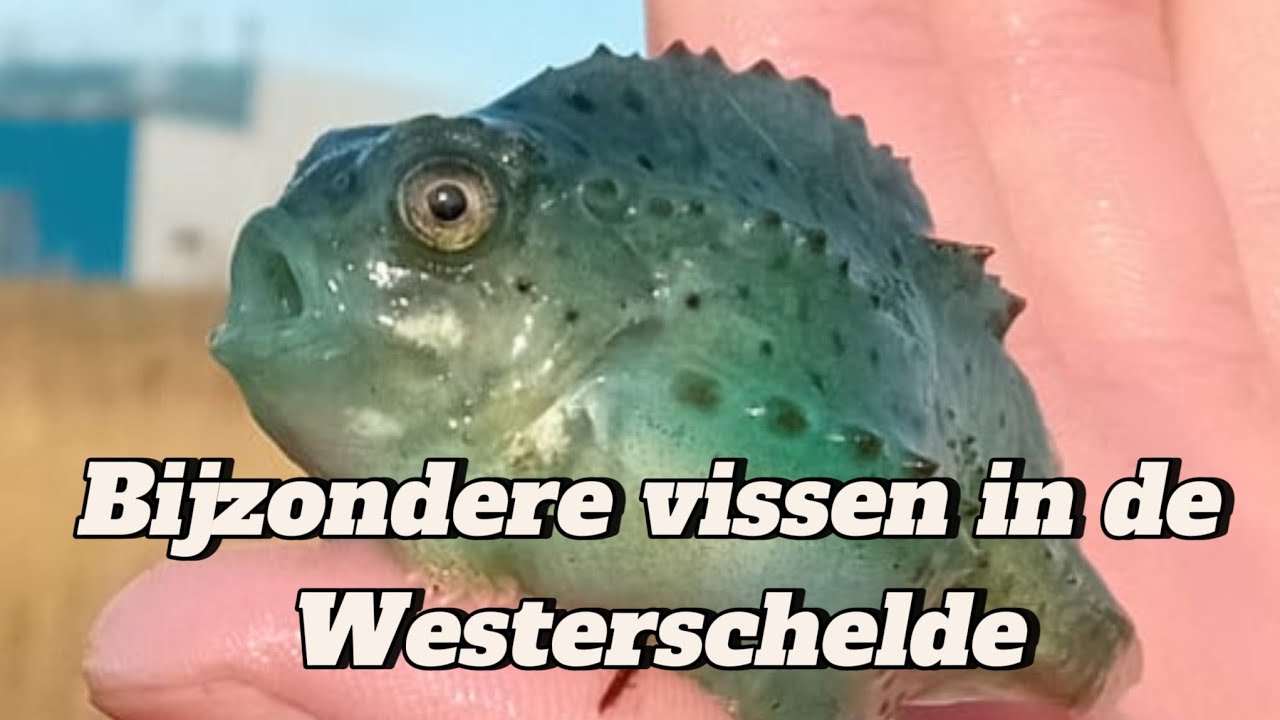Bijzondere vissen in de Westerschelde