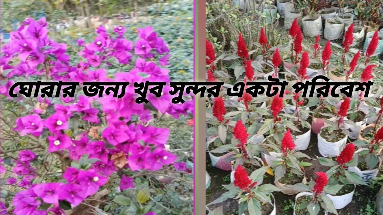 ঘুরে দেখা 🥰🥰🥰