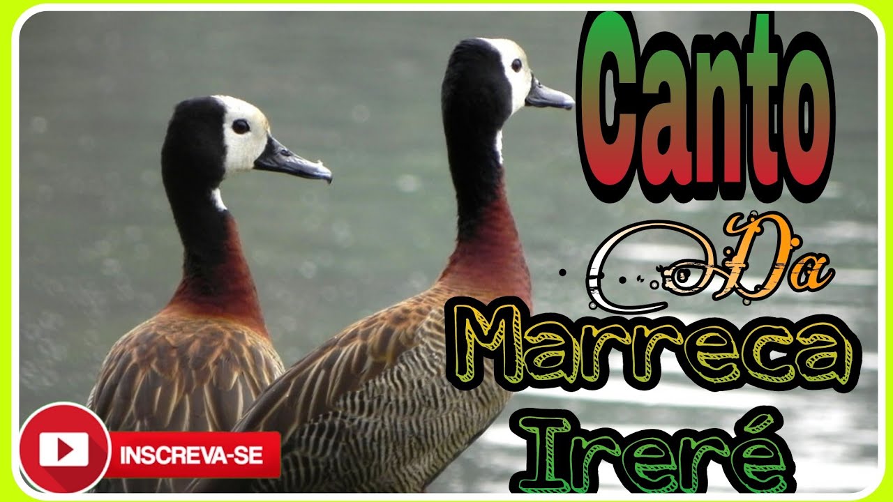 Canto da Marreca Ireré (Dendrocygna viduata