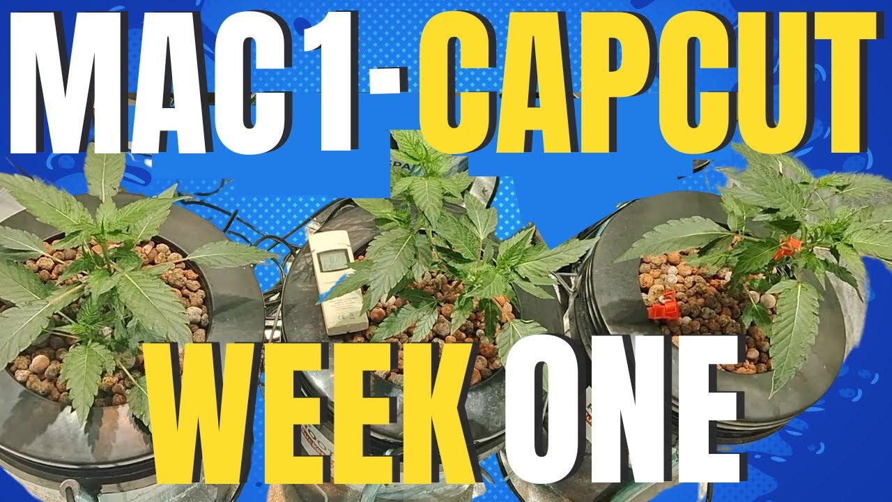 Growing Legendary Mac 1 Cap Cut: One-Week Progress Update!