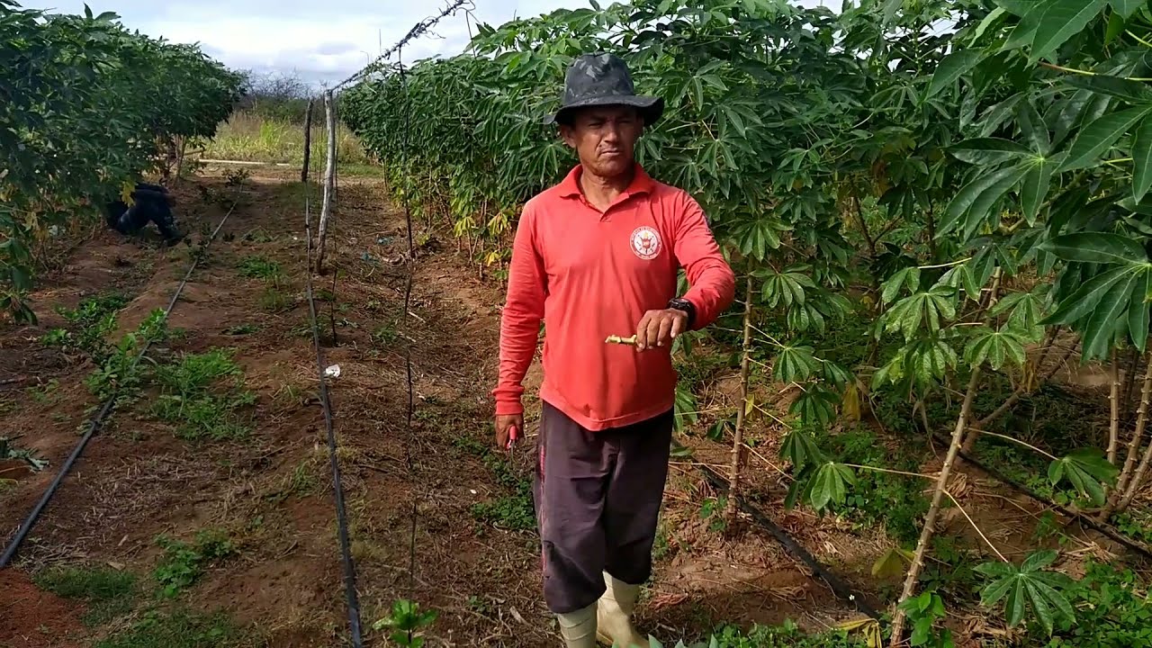 MACAXEIRA NOS PROJETOS DE IRRIGAÇÃO EM PETROLINA-PE