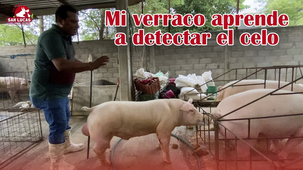 Cómo enseñar a la monta a verracos primerizos | Recomendaciones | Granja San Lucas