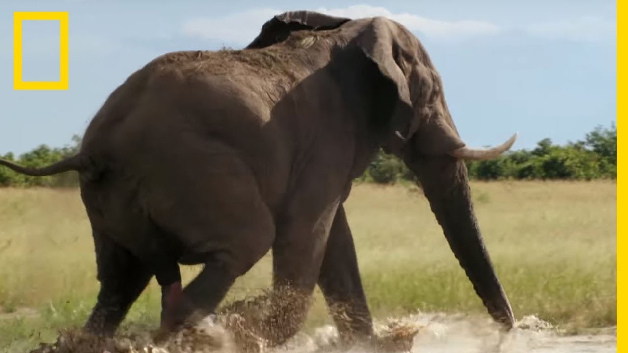 Le musth multiplie par 60 la testostérone des éléphants