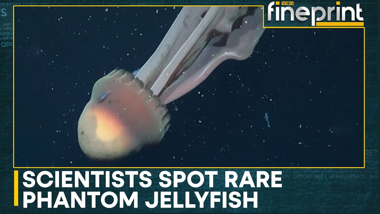 Rare Sighting of Phantom Jellyfish in Deep Sea | Antarctic Waters Reveal Hidden Predator | Fineprint