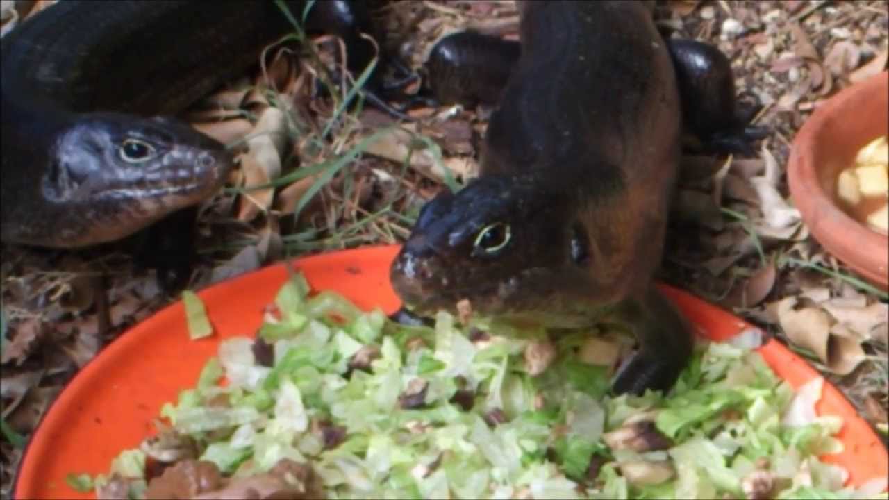 Land Mullets feeding
