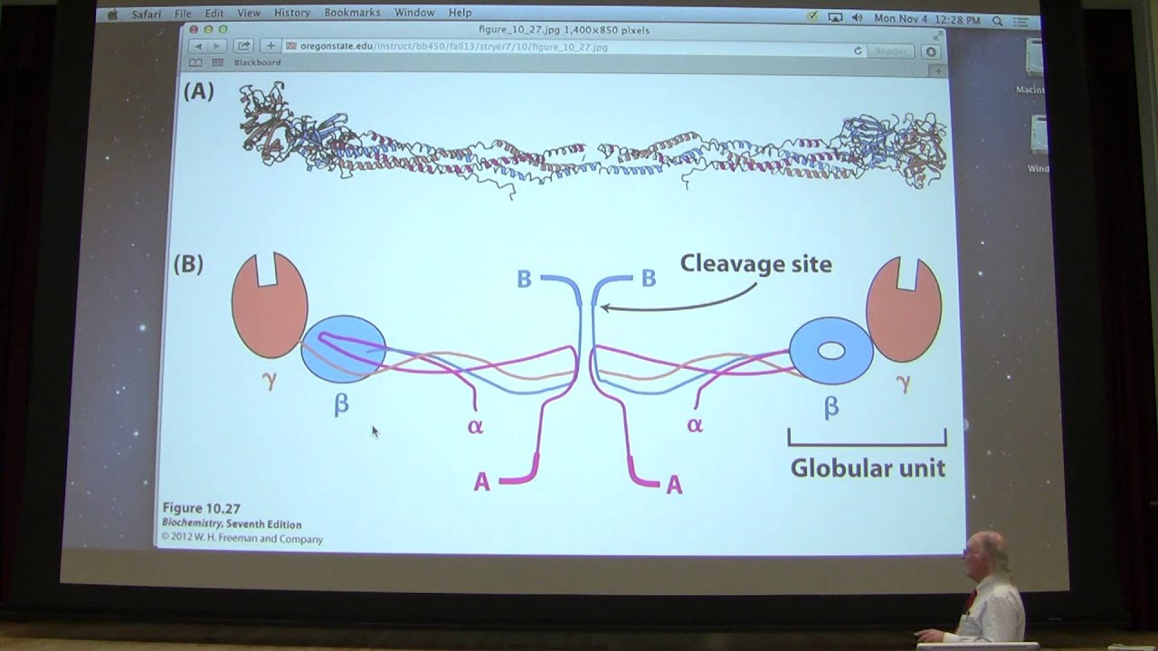 15. Kevin Ahern's Biochemistry - Blood Clotting