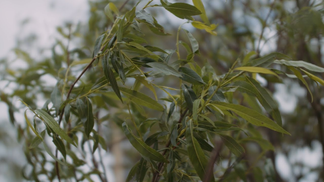 Kinefinity Terra 6K test footage (prores)