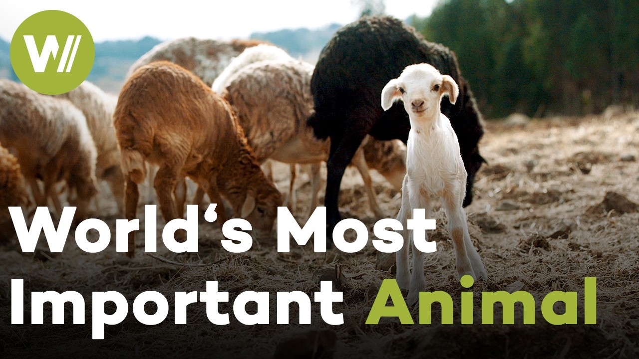 Why Sheep Might Be the Most Important Animal in Human History | Planet Sheep (1/2)