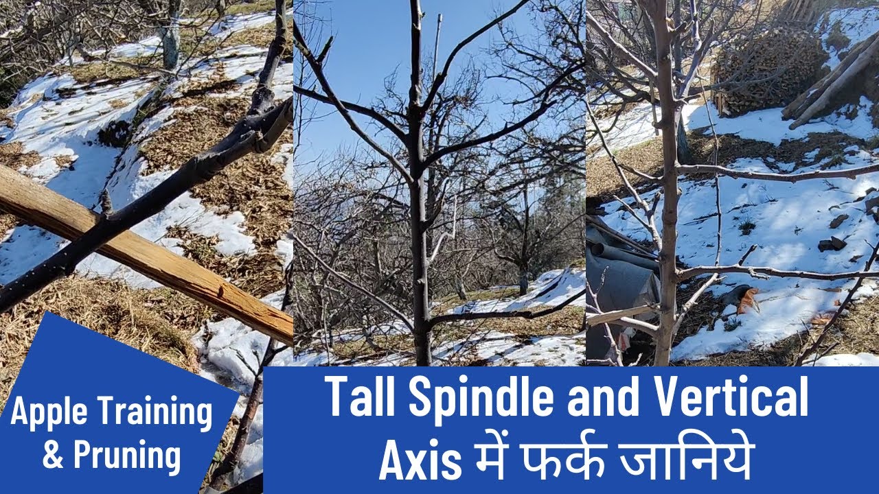 Tall spindle and Vertical Axis Training & Pruning methods..