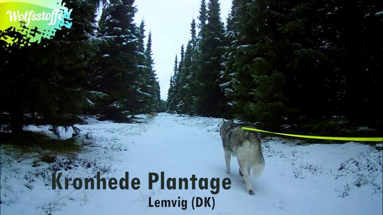 Schnee-Wanderung mit den Huskies in der Kronhede Plantage bei Lemvig (DK)