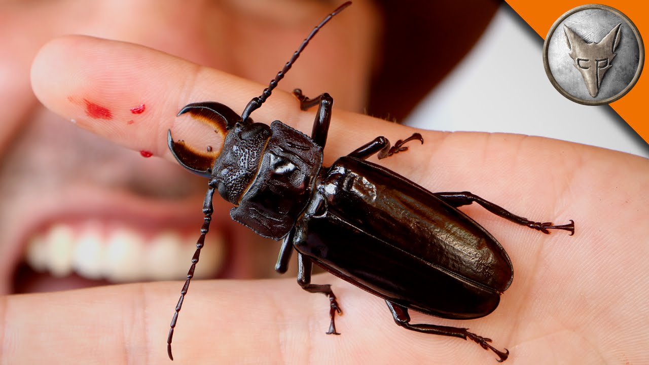 PINCHED! by a Giant Beetle!