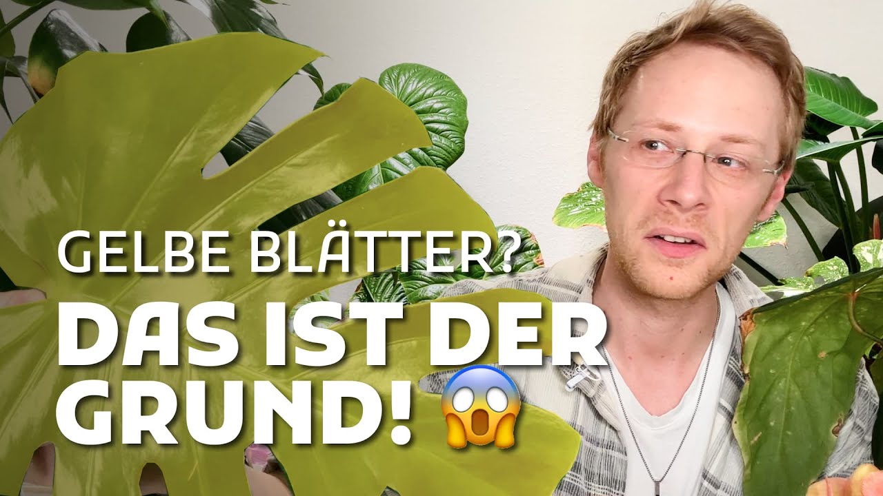 Monstera retten: 3 Fehler, die du SOFORT vermeiden musst!