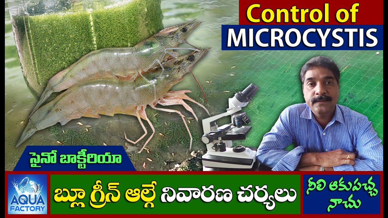Microcystis control in Aquaculture |  బ్లూగ్రీన్ ఆల్గే నివారణ చర్యలు | Cyanobacteria | Aqua Factory