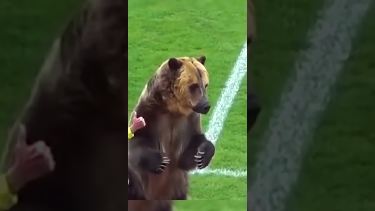 медведь / bear 🐻  