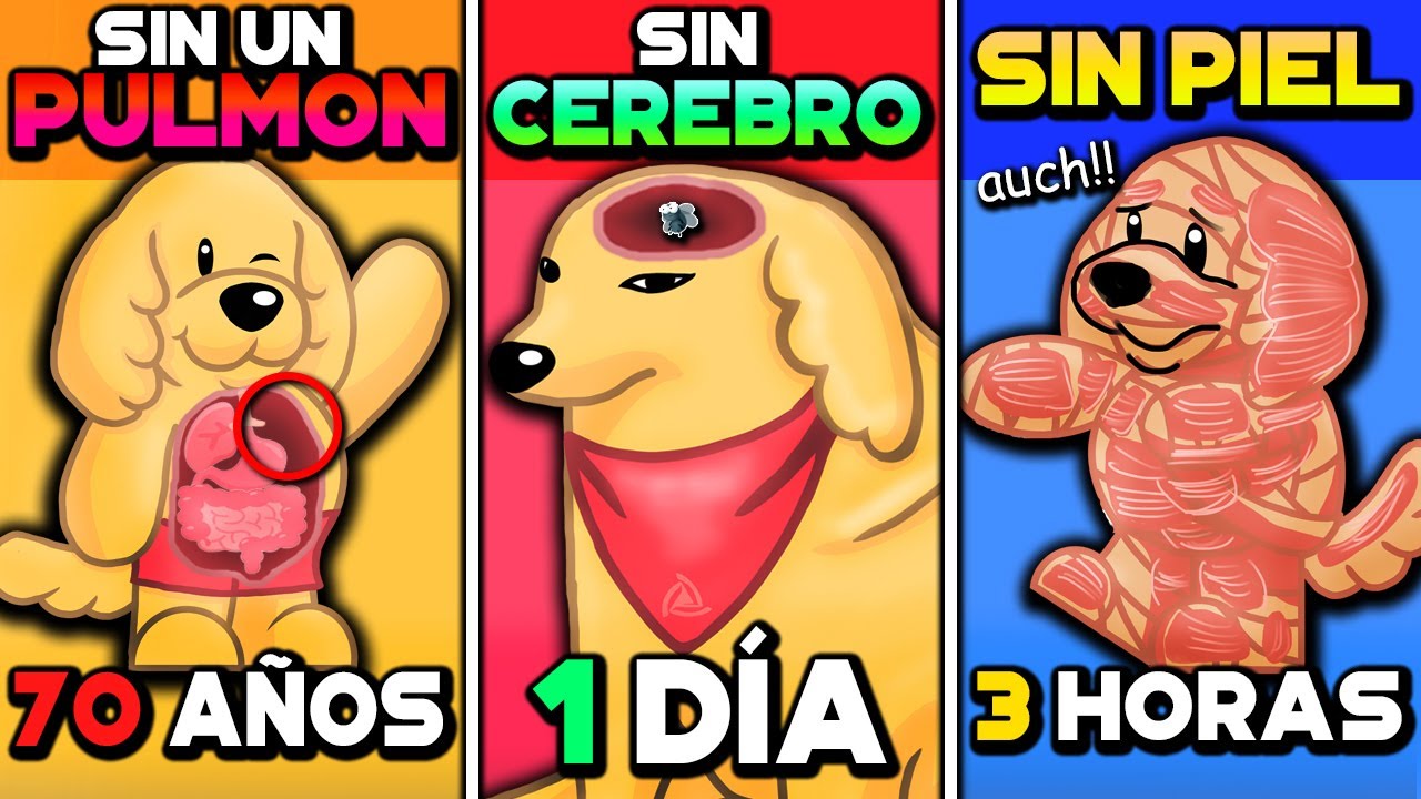 &iquest;CU&Aacute;NTO tiempo VIVIR&Iacute;AS si NO TUVIERAS&hellip;? | &iexcl;Ya val&iacute; compa aiudaa!   😱