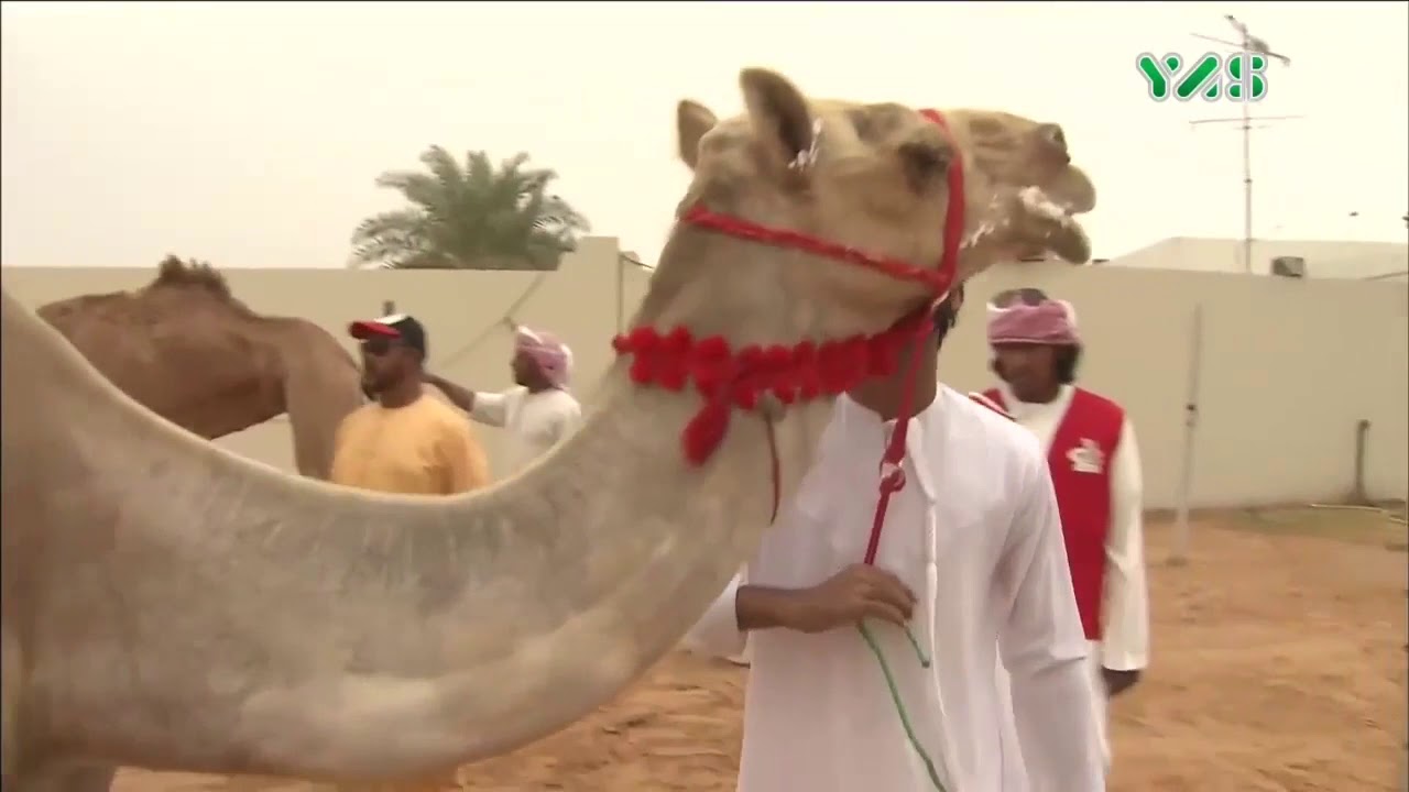 اغنيه هجن الرياسه حسين الجسمي