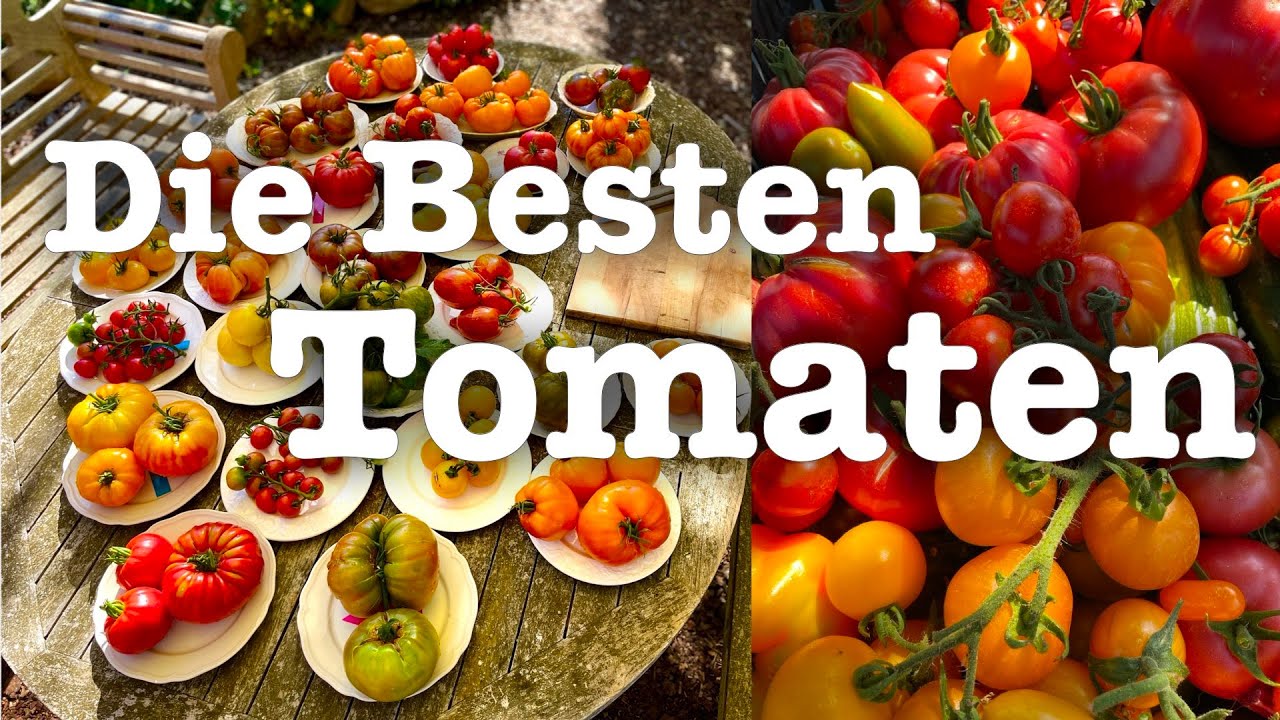 #52  Die Besten Tomaten Sorten 2024 aus meinem Garten🍅 Tomatenverkostung