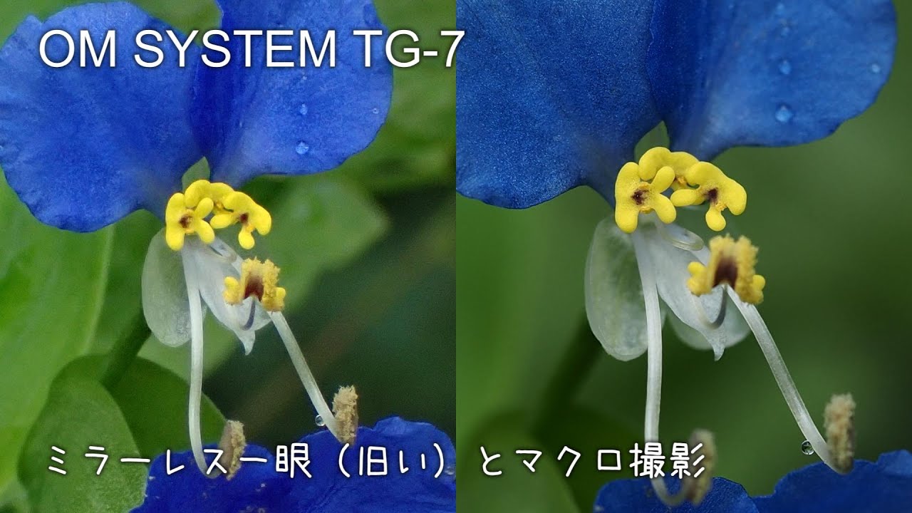 ミラーレス一眼（旧い）とマクロ撮影 20240903　OM SYSTEM TG-7