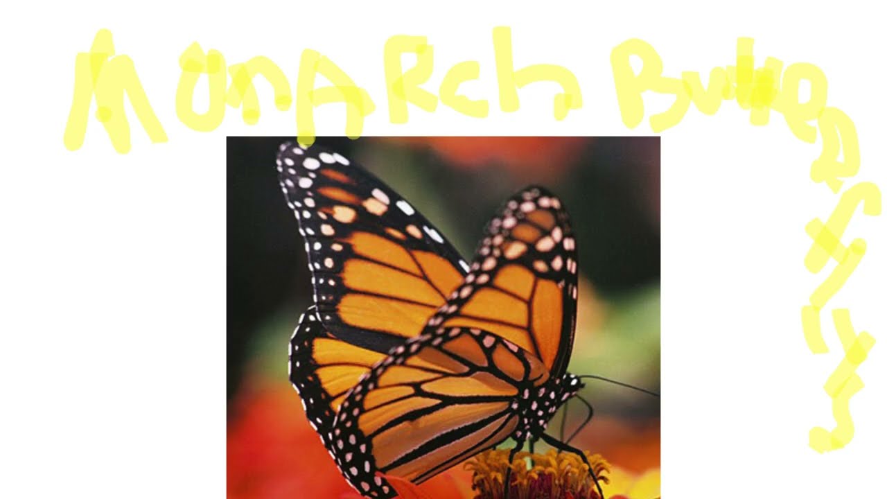 Presley’s pod! About Monarch butterflies! Episode 1. Season 1.
