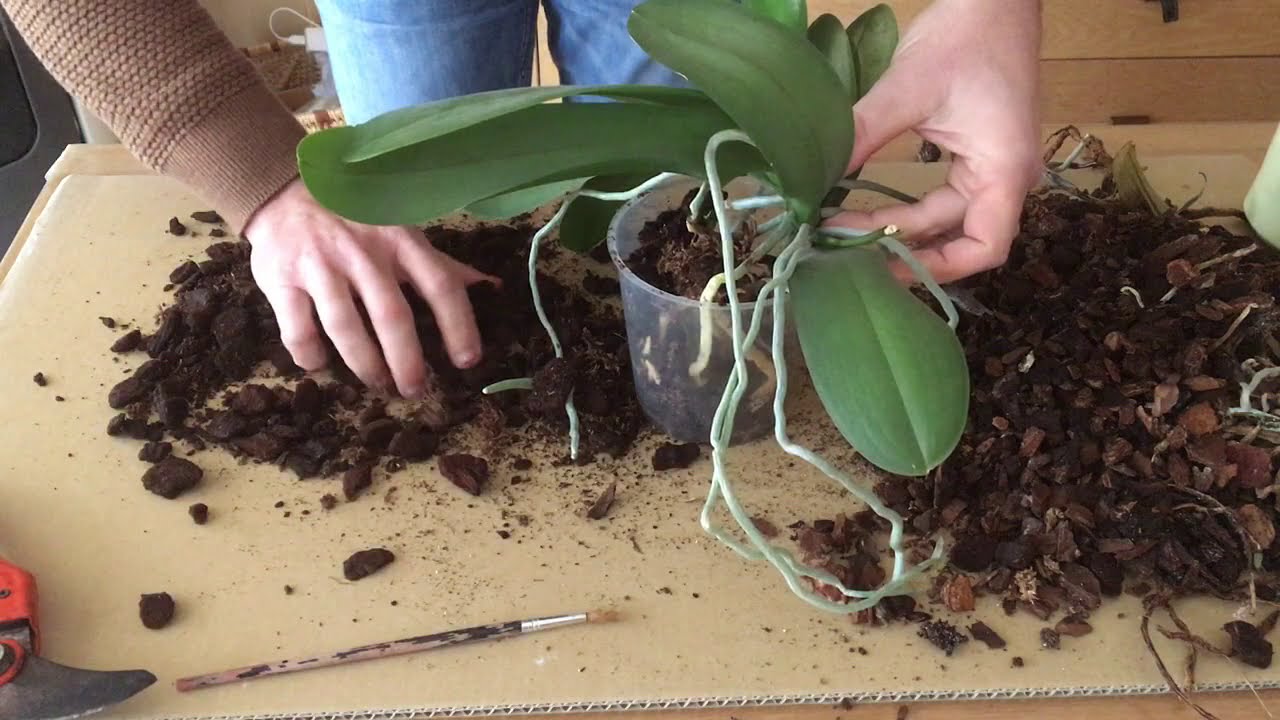 58 - Rempotage d'une orchidée Phalaenopsis