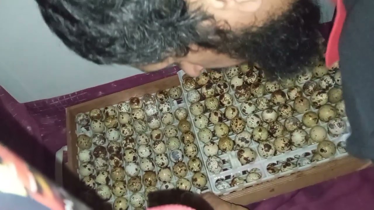 Bildirçin yumurtası haqda bilmədiyləriniz sirlər.həmdə inkubator rejimi.