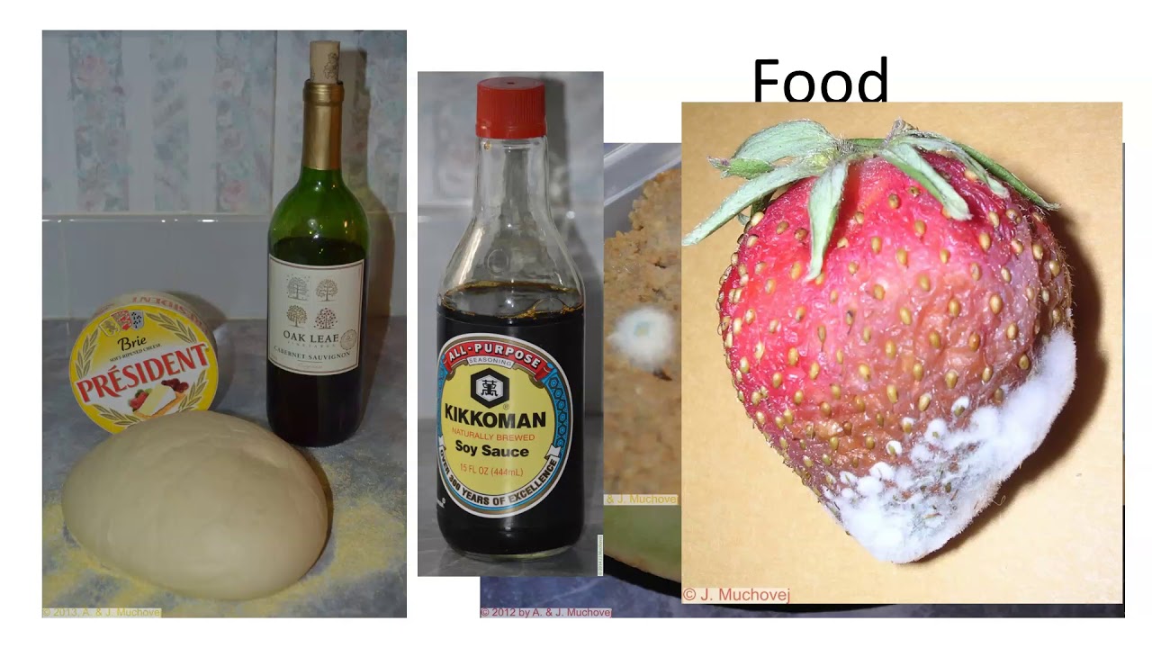 Importance of Fungi