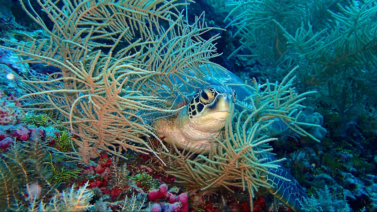 Dive Safari Palau 2017 - Siren