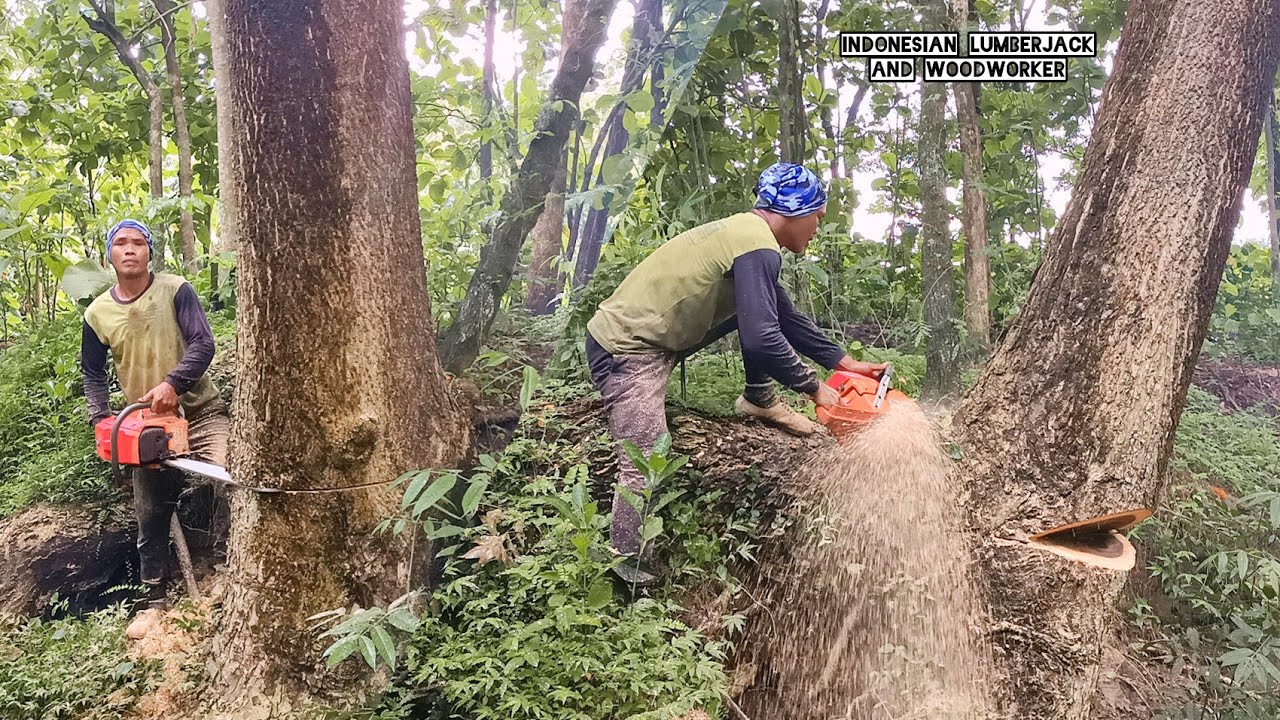 Cuts 2 trees quickly and easily, Husqvarna 3120 xp chainsaw.