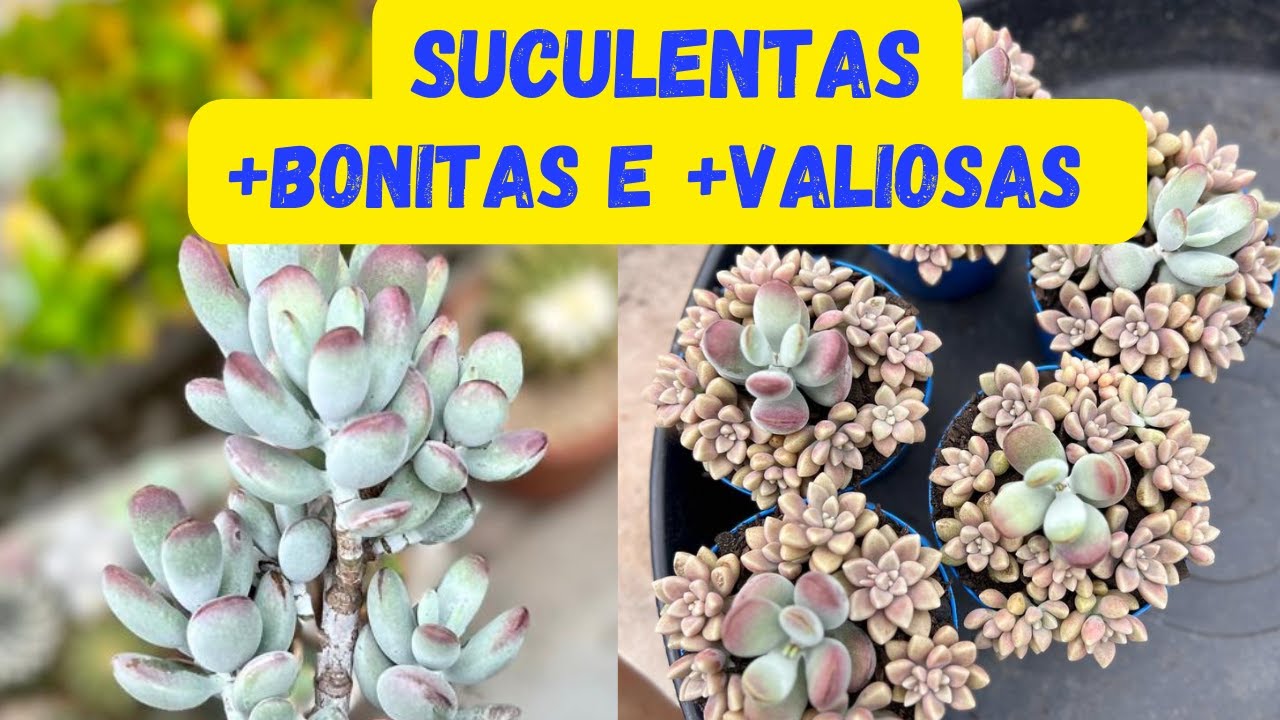 Suas SUCULENTAS vão valer mais se fizer isso