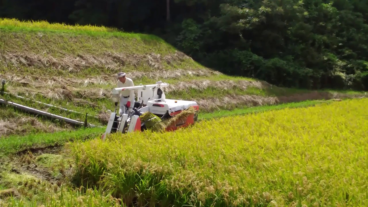 浜田市三隅町井野周布地稲刈り作業が始まりました。