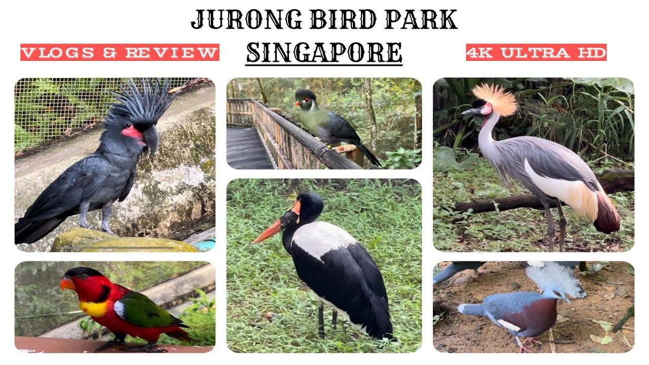 Jurong Bird Park | 4K UHD | Singapore Bird Park | Before Moving to new Home (Mandai) on 2023