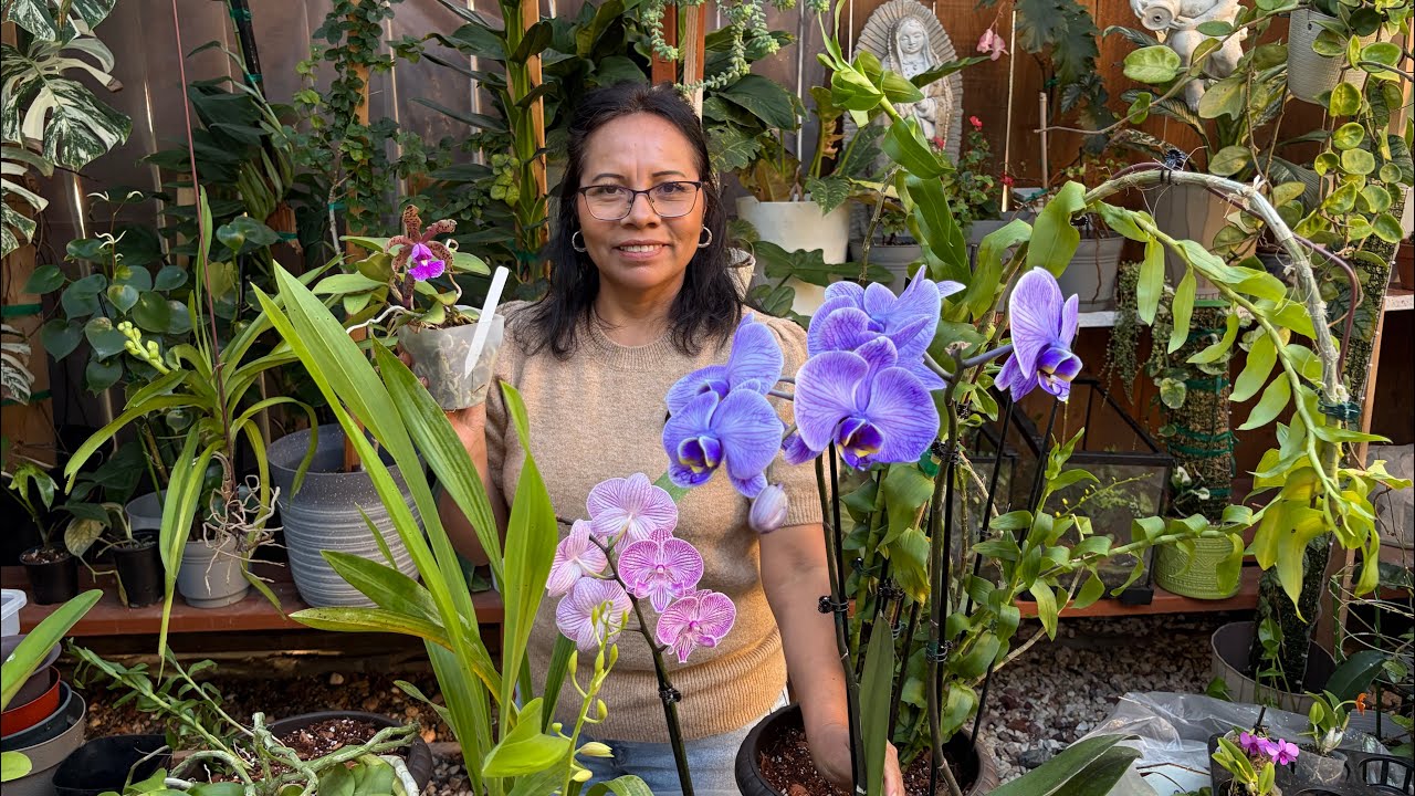  trasplantando mis orquídeas colgantes en mazetas 