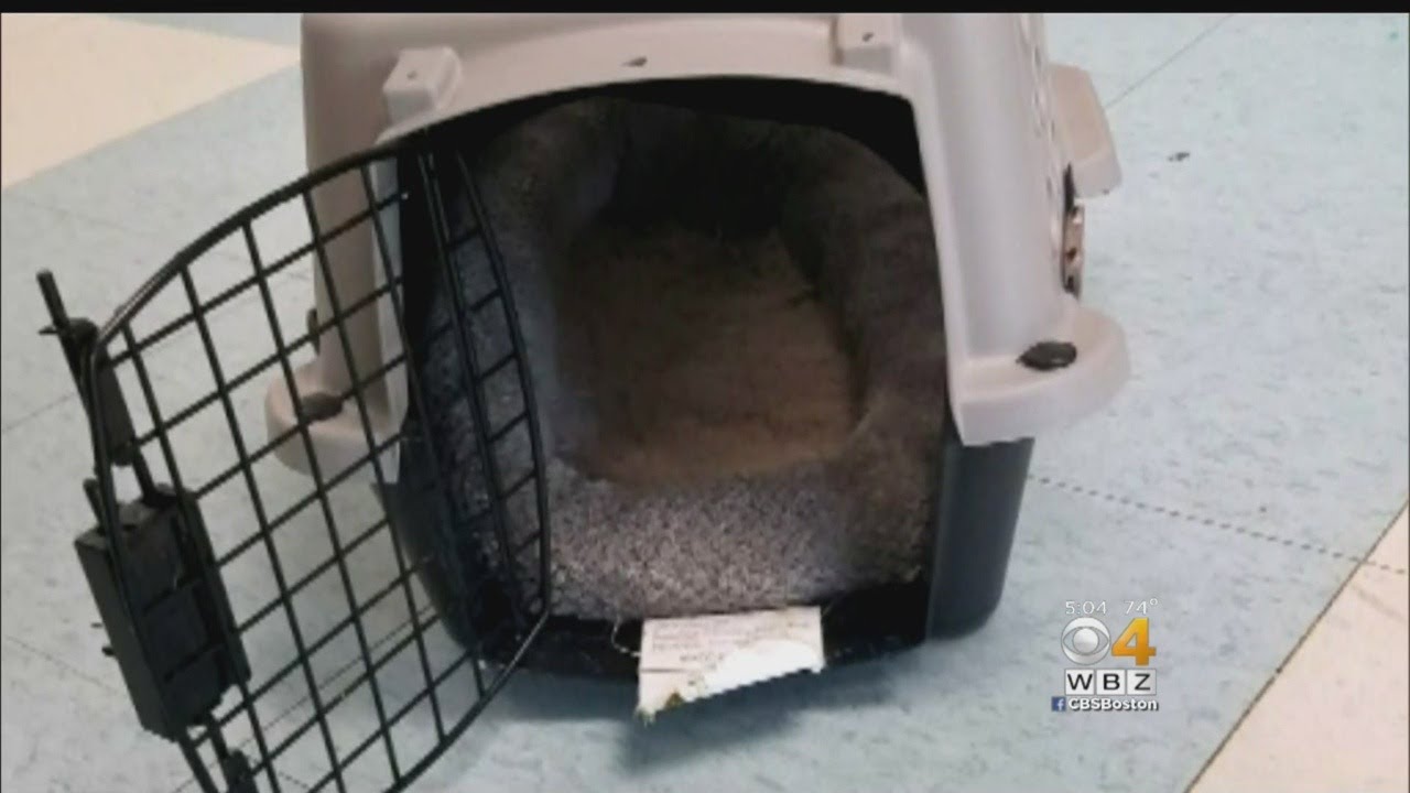 Chihuahua Left In Carrier Outside Animal Shelter Dies Of Heat Stroke