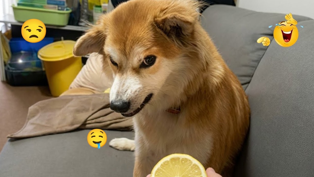 Crazy Dogs Doing the Weirdest Things 🤪🐕 | Funniest Dogs 2026 #47