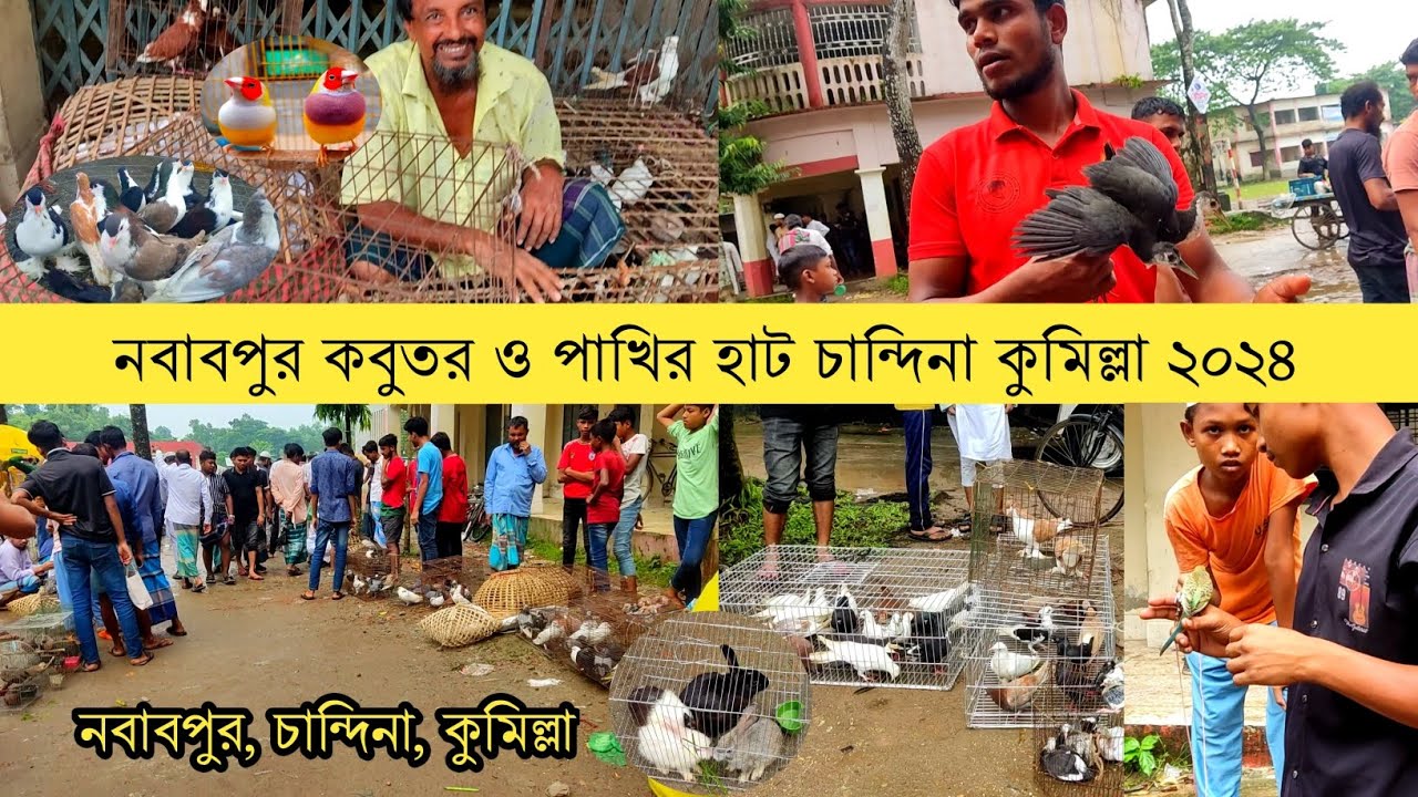 নবাবপুর কবুতর ও পাখির হাট চান্দিনা কুমিল্লা ২০২৪ || Pigeon and bird market !