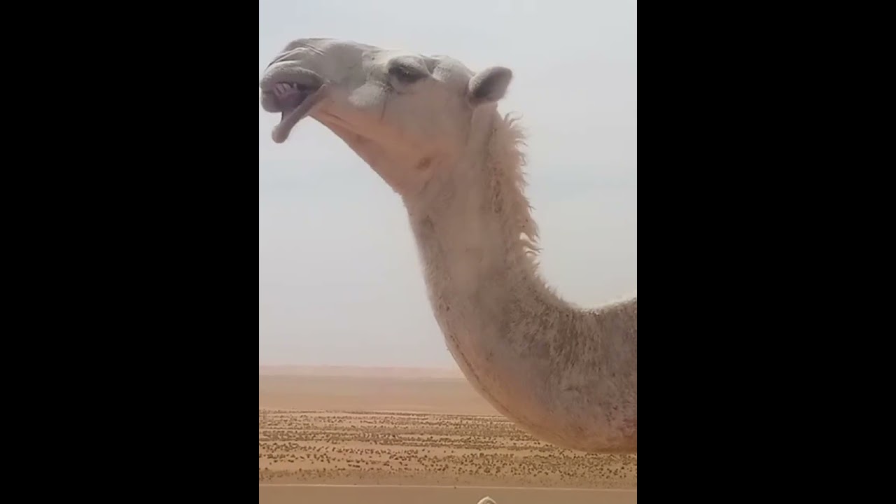 الابل سعودی عرب 🐪🇸🇦🐪